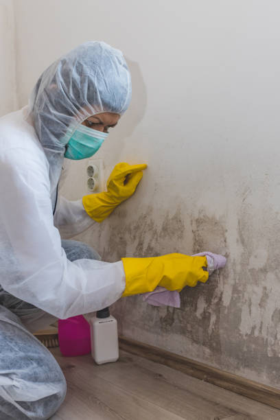 Best Attic Mold Removal  in Abbeville, SC