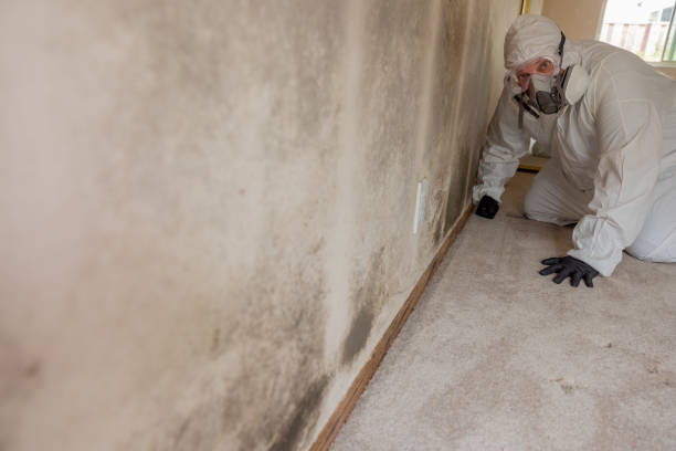Best Comprehensive Air Testing for Mold Contaminants  in Abbeville, SC